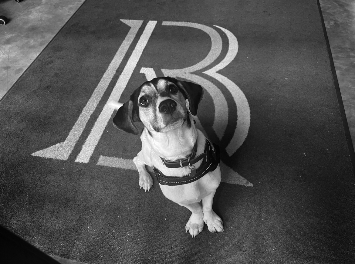 🐶 Afternoon visit from our favourite office dog, Nova, this #NationalDogDay!