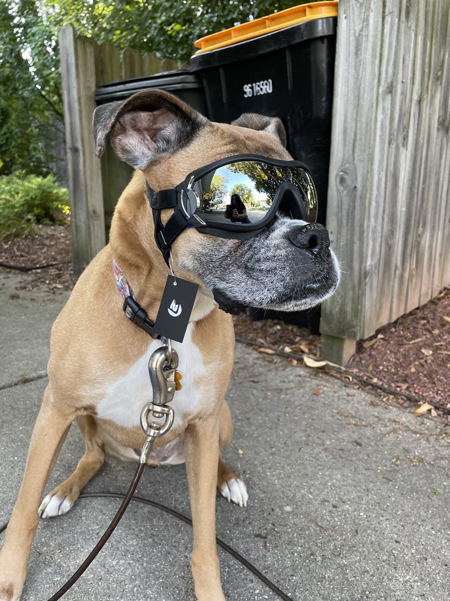 DashtheB's tweet photo. So my human is finally getting a vehicle that I can put my head out of the back window! I am officially ready for this wonderful treat! #windinmyface #safetyfirst https://t.co/fCHpmXa83j