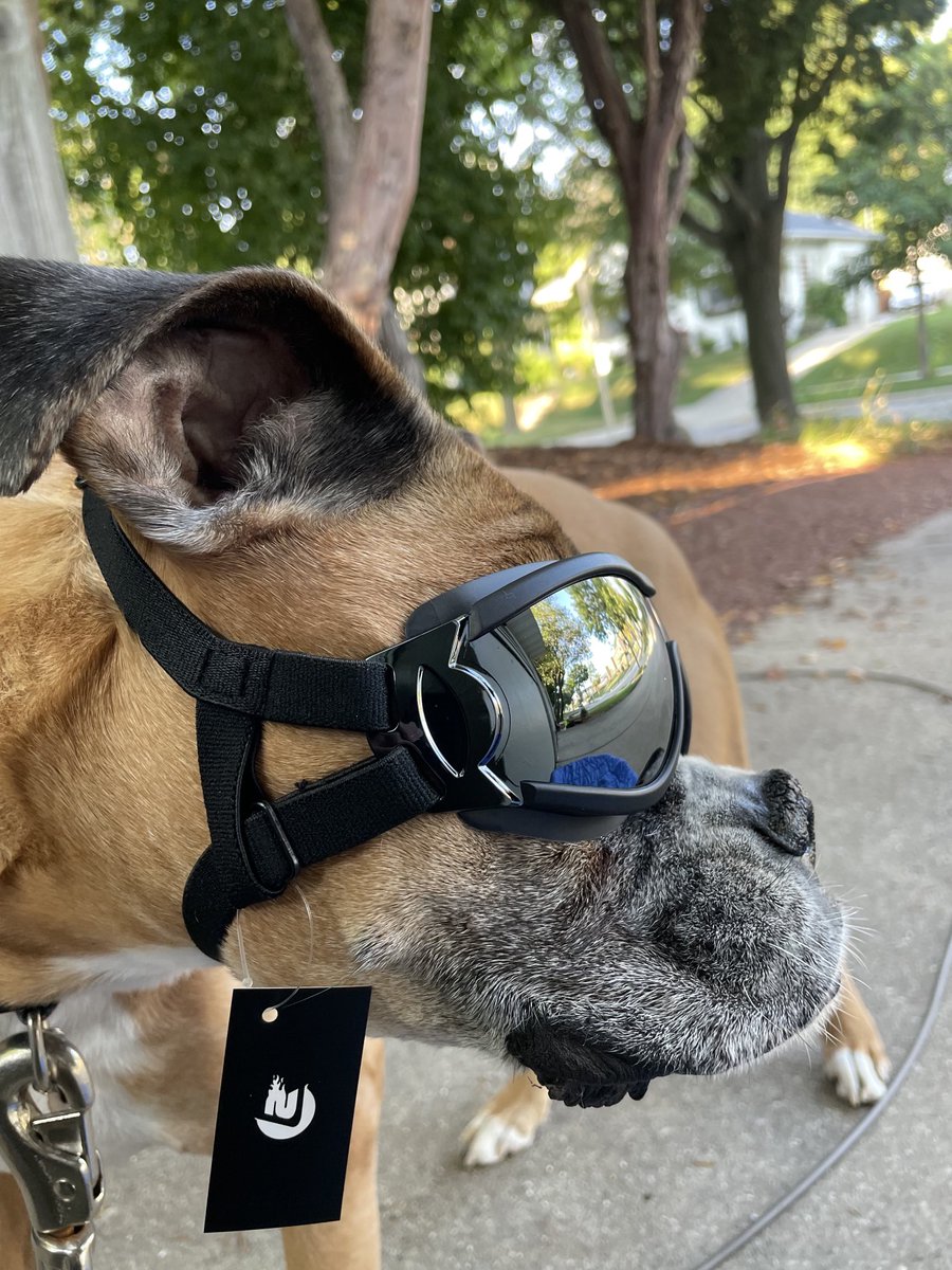 DashtheB's tweet photo. So my human is finally getting a vehicle that I can put my head out of the back window! I am officially ready for this wonderful treat! #windinmyface #safetyfirst https://t.co/fCHpmXa83j