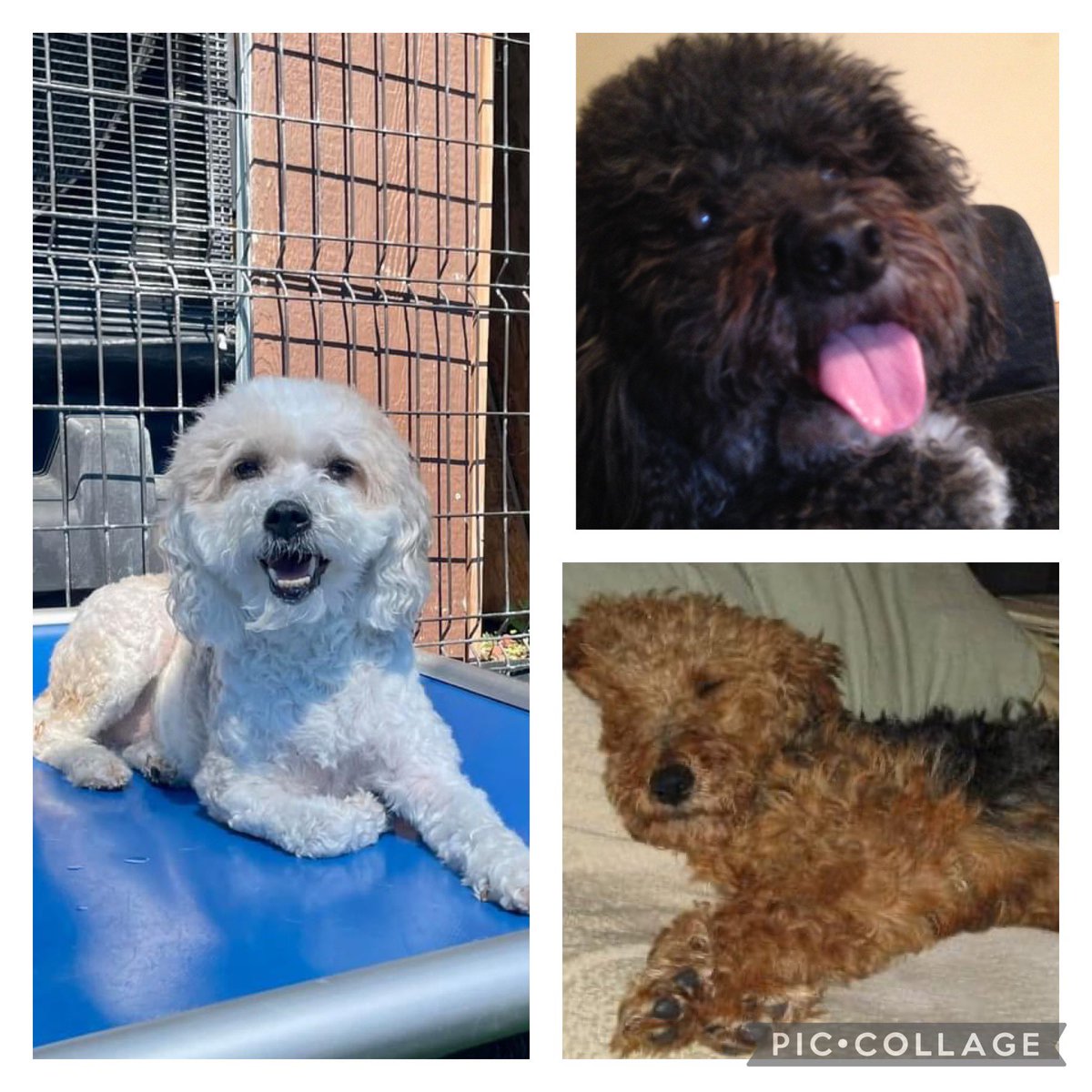 JenKBernstein's tweet photo. It’s #nationaldogday! We love all of our dogs, past and present, so much. And what do they all have in common? They’re RESCUES. #rescueisbest #adoptdontshop #descendedfromwolves https://t.co/UnGBEQenjq
