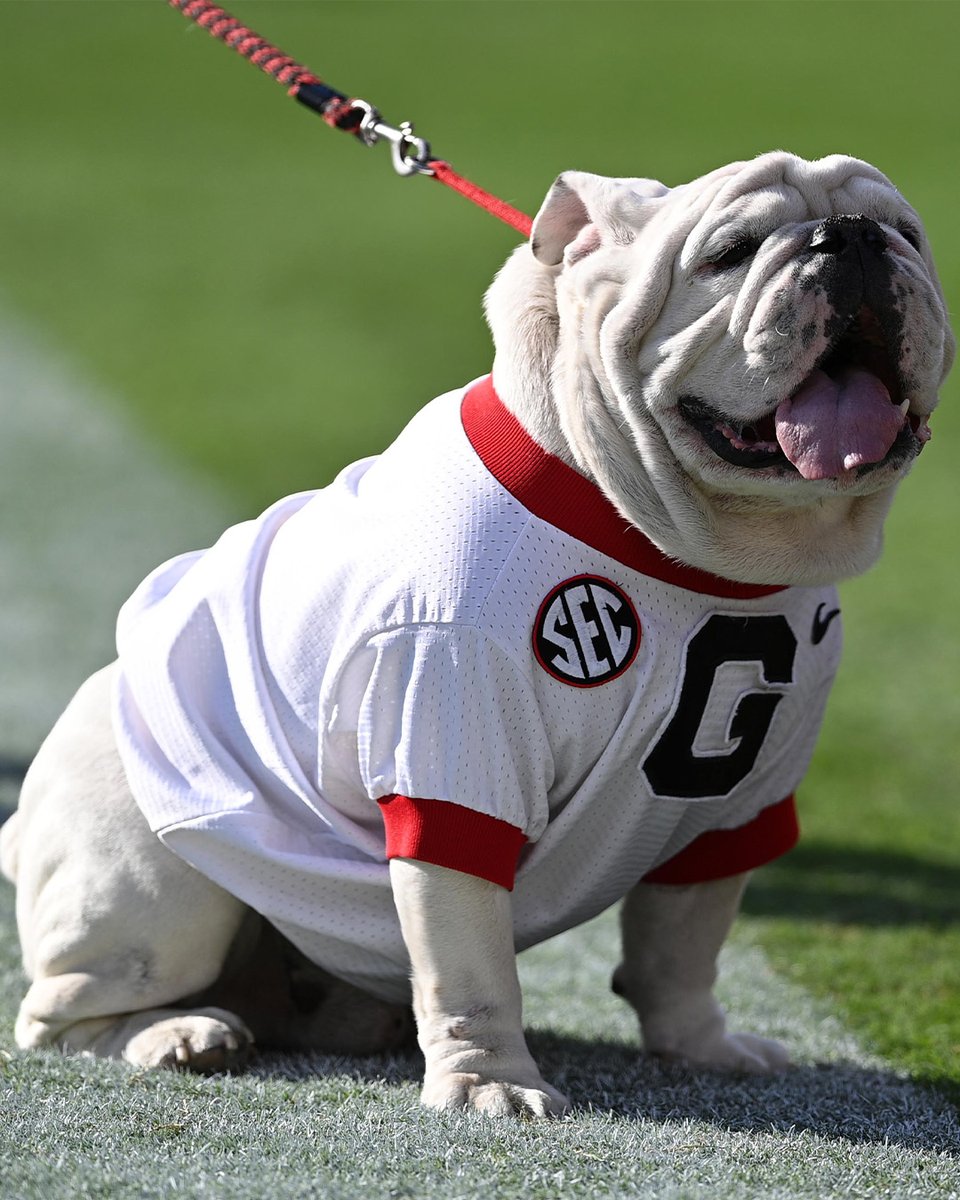 Georgia Bulldogs tweet media