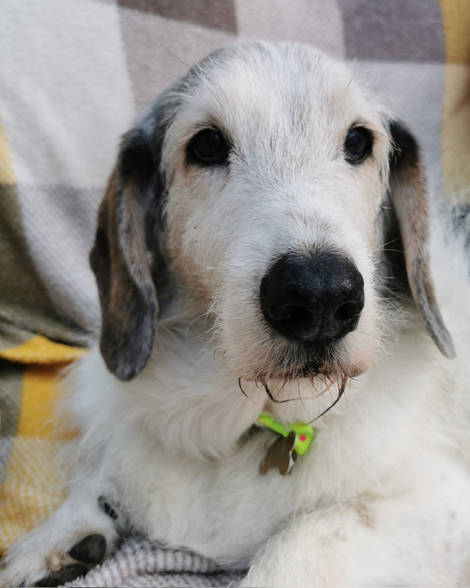 RichardGPenney's tweet photo. Happy #InternationalDogDay Frankie ♥️ https://t.co/CCikm63uLg