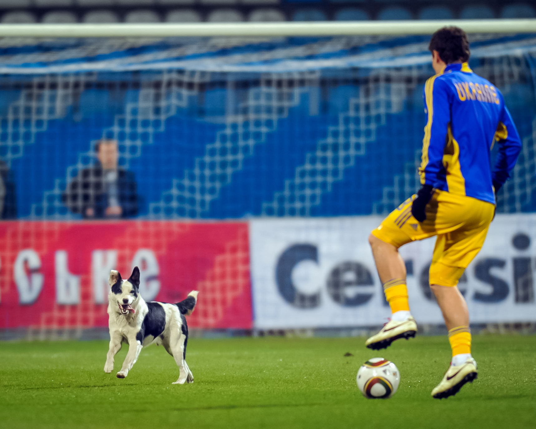 b-r-football-on-twitter-happy-internationaldogday-to-the-best-pitch