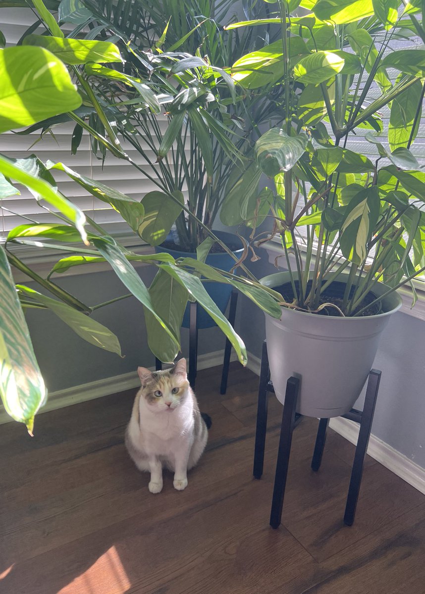 fatfatpankocat's tweet photo. Pantko https://t.co/rB7kNHsA0B
