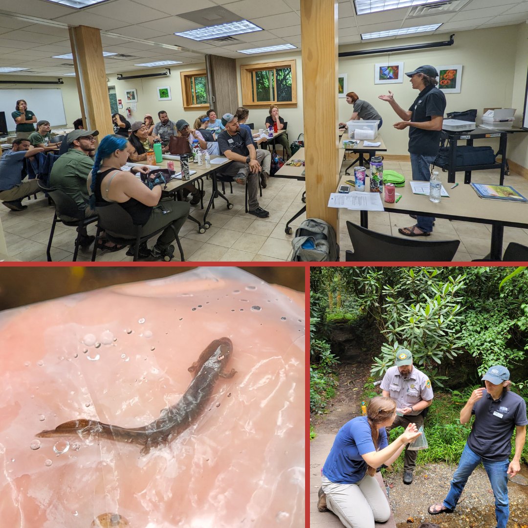 Oh what a treat! Thank you to <a href="/arcprotects/">Amphibian and Reptile Conservancy</a>, <a href="/NCWildlife/">N.C. Wildlife</a>, and <a href="/fishwildlife/">AssocFishWildlife</a> for letting us host your #salamander workshop for educators last week!
Pictures courtesy of Kerry Wixted, Association of Fish and Wildlife Agencies.