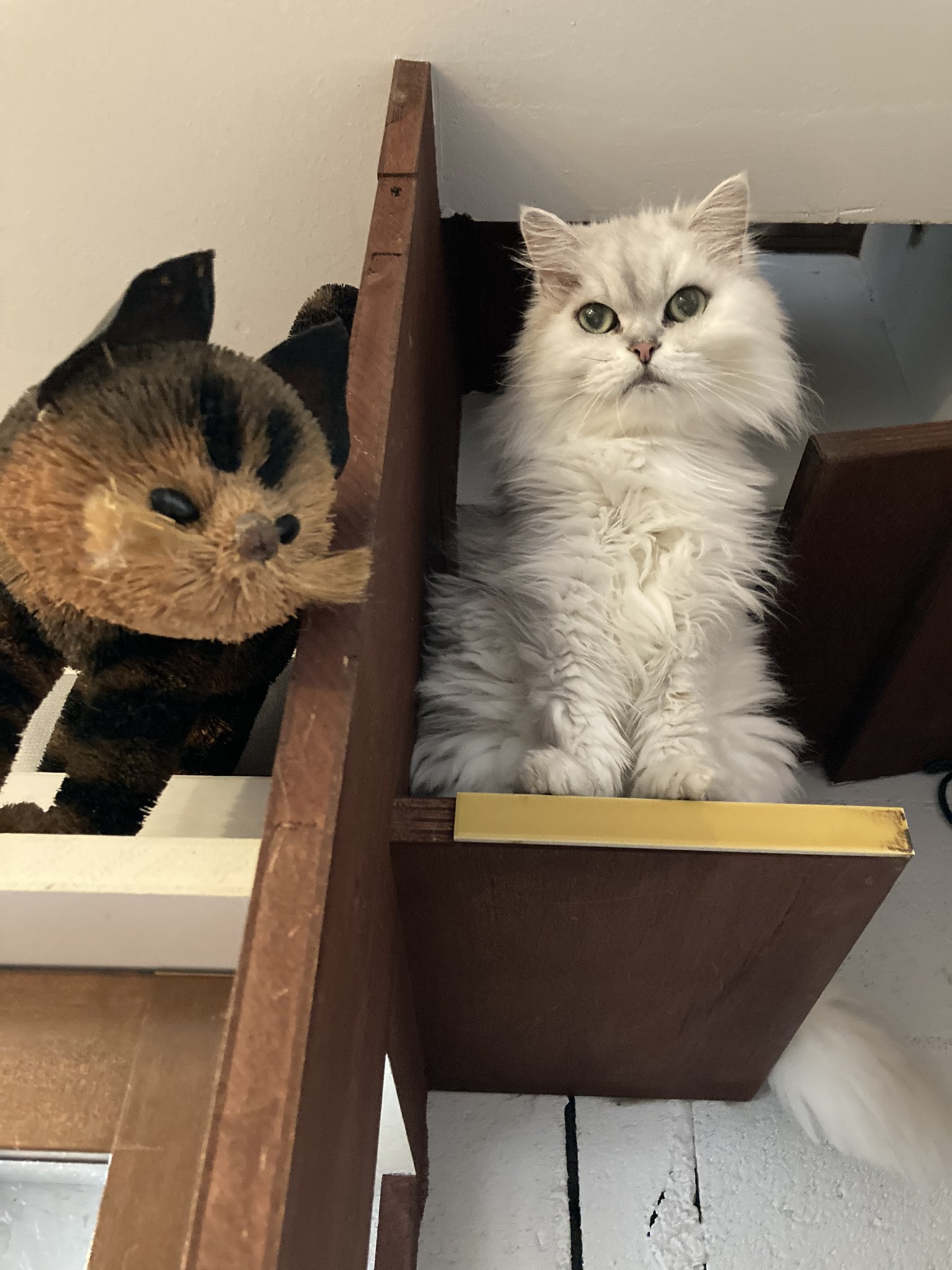 Cloud Nineの猫たち Cloud9nine Cats Twitter