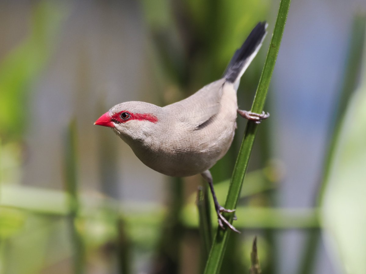 KoolKao's tweet photo. Black Rumped Waxbill Aug 22 @BAMK park, SG
#TwitterNatureCommunity  #birding #birdphotography  #sgbirding #TwitterBirdPhotography https://t.co/GjZN7uhW2n