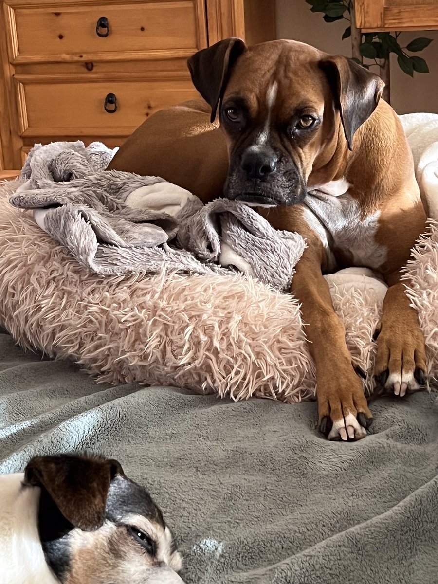 brianmc_arch's tweet photo. #InternationalDogDay. #QueenRubyMae and #DickMilo are in for international dog day!!! https://t.co/5jn9TPJOOi