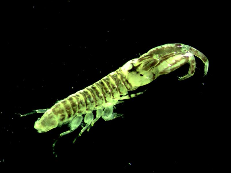 SERCinvasions's tweet photo. #InvaderABCs I is for [Monocorophium] insidiosum! This gammarid amphipod has a wide global distribution. Its native range is currently unknown. It's found in shallow marine &amp; estuarine waters where it builds tubes attached to hard surfaces. 📷Melissa Frey https://t.co/34RqsjjGFZ https://t.co/TD4jSUB1bU