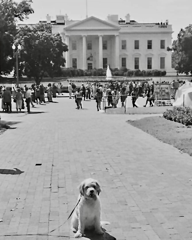 MsTaffia's tweet image. Happy #InternationalDogDay  from our Freddie. Named after the late, great Farrokh Bulsara. Legend ❤️