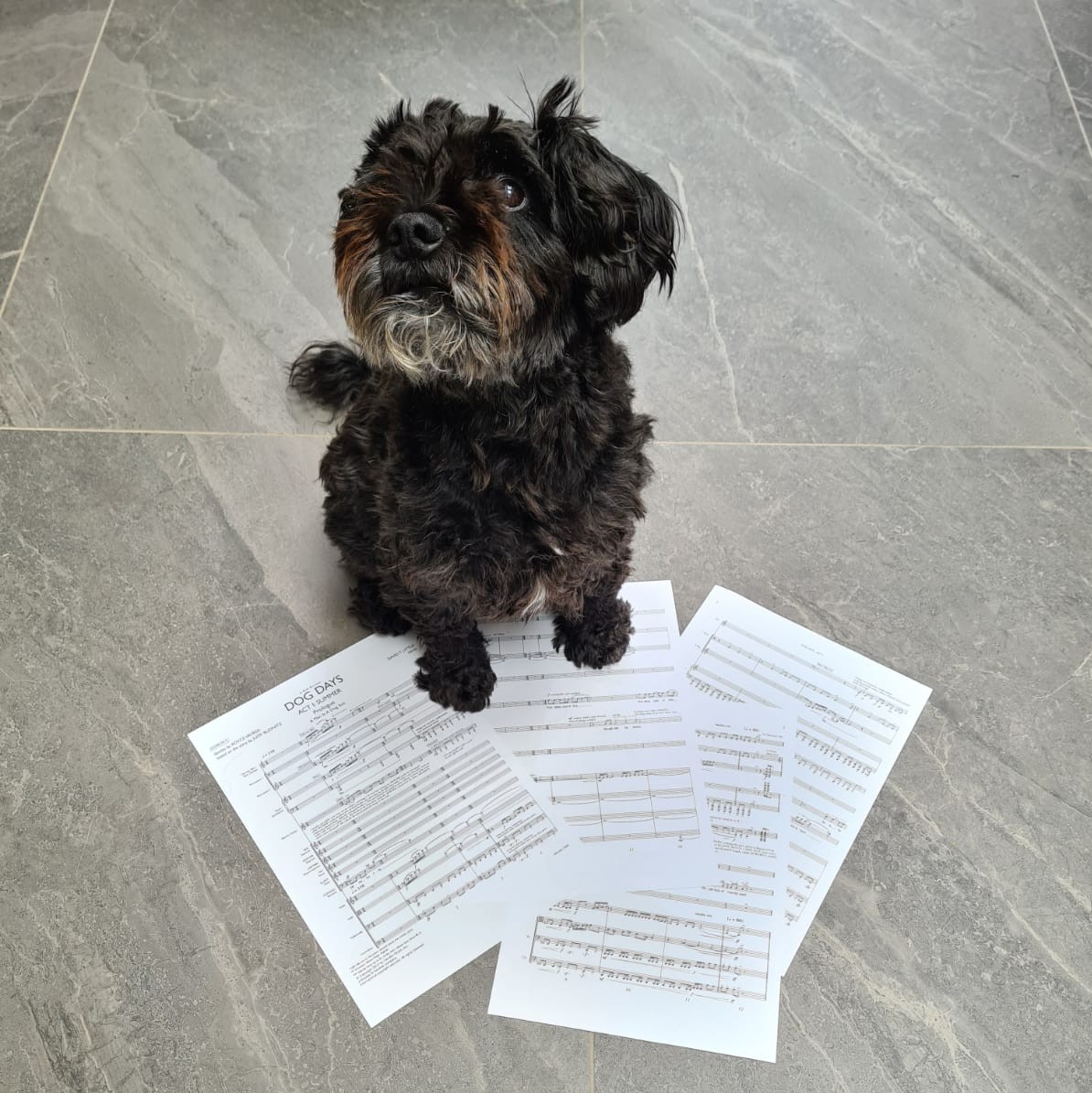 Boosey's tweet photo. Happy #NationalDogDay! 🐕 Check out our furry pals repping @Boosey merch + music: Pippa trying her paw at @davidtlittle's "Dog Days" + Charlie rocking our Bartok totebag.
Disclaimer: All dog models were paid in treats🐾
🛍️Get your paws on your own tote: https://t.co/VhqJ4MHBmf https://t.co/7zQJmP3JnU
