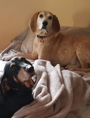 WeAreBoozeHound's tweet photo. Oh, hey, it's #InternationalDogDay :)

We'll drink to that (well, maybe a little later, it's still a bit early). https://t.co/fuRxHtGi2t