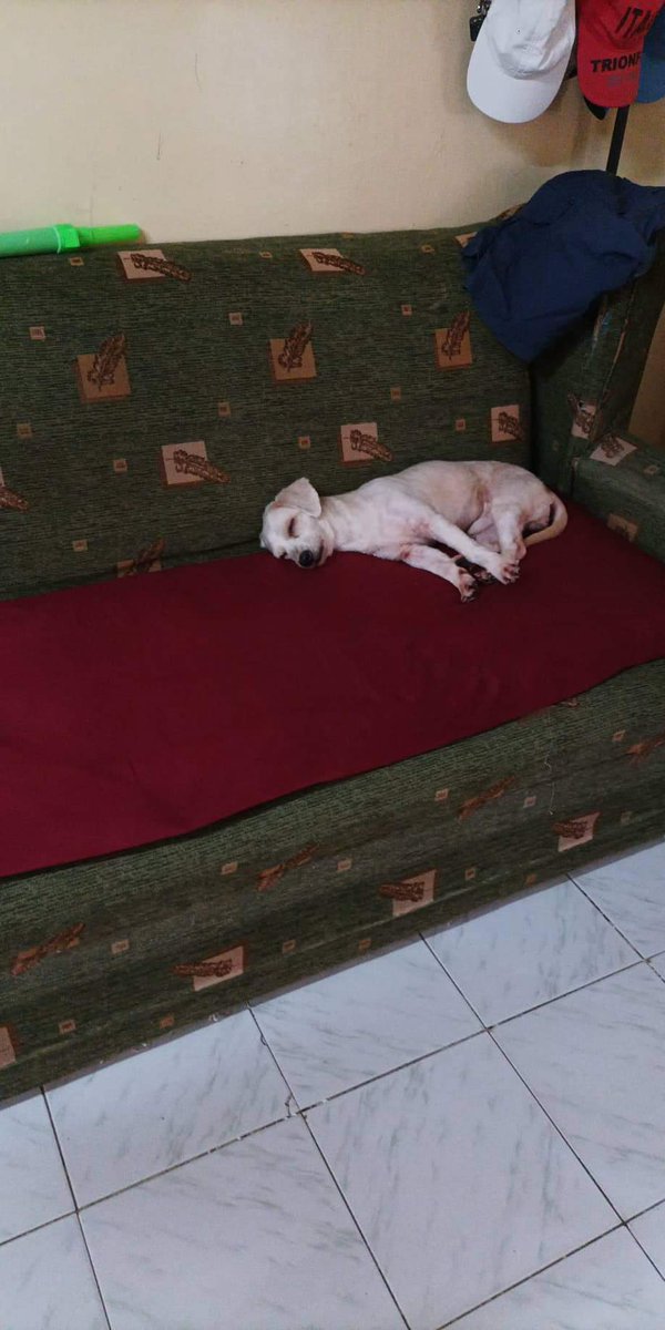 vjgeraldez's tweet photo. Sarap ng tulog ng boss ko https://t.co/I4y3P6VVUN