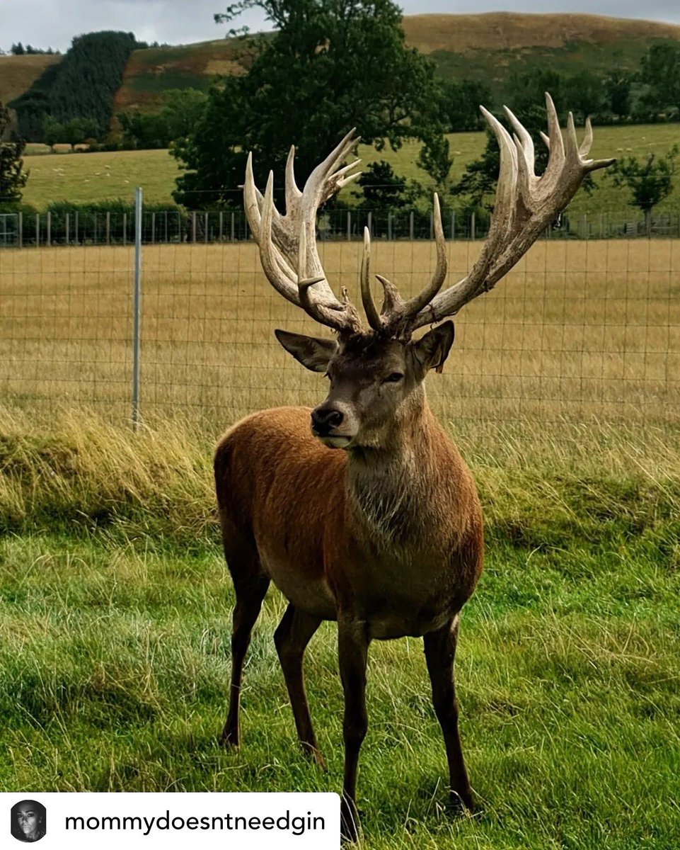 IngramValleyGB's tweet photo. Posted @withregram • @mommydoesntneedgin Another one of those amazing days 🥰 Thanks so much to the team at @ingramvalleygb for such a fabulous day #elniño #bull #biglad #deer #stag #ingram #workystuff #greenspaces #goodbits #grateful #haf2022 #northumberlandholidayprovision https://t.co/NS7K28MwTE