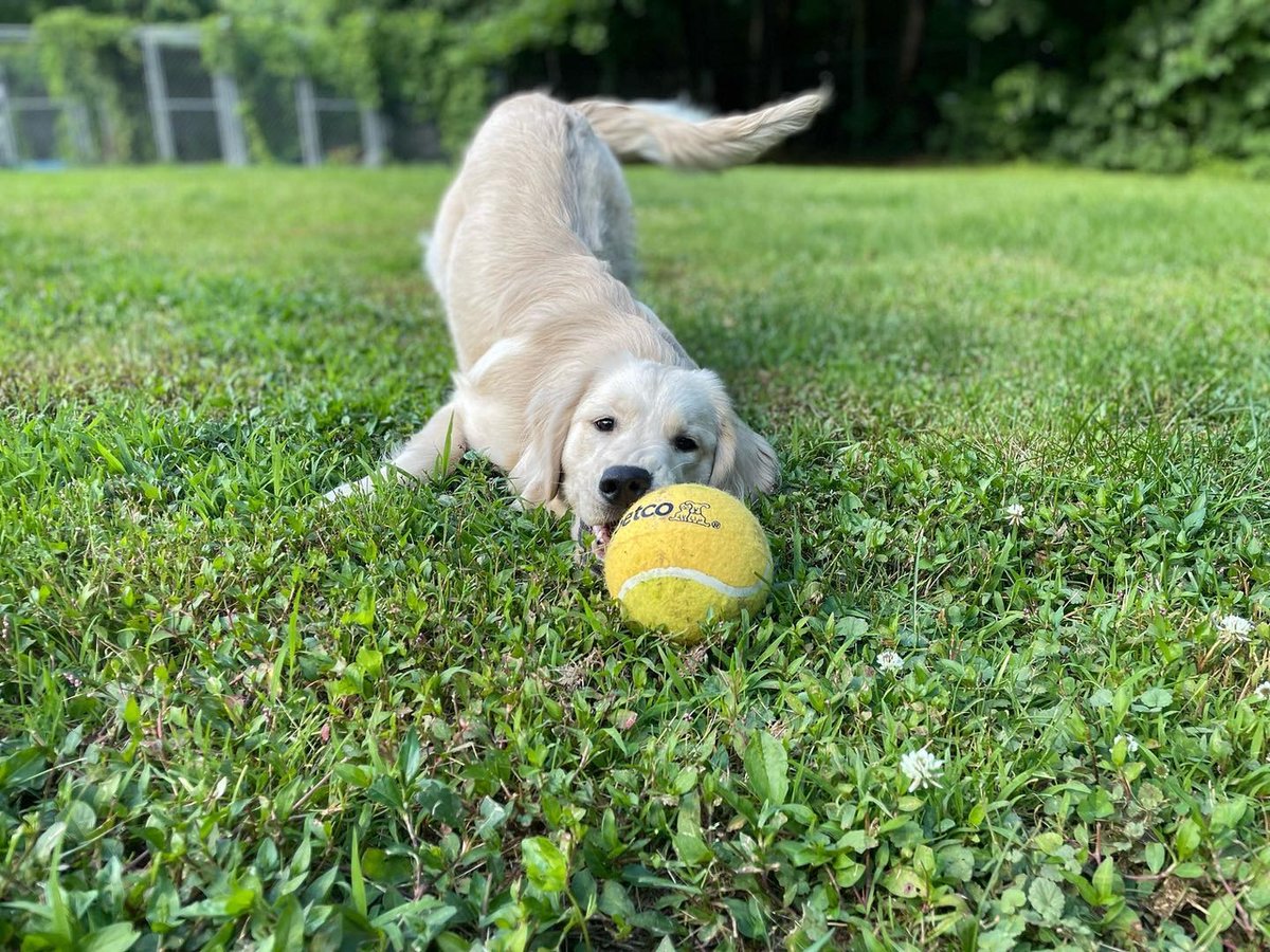 KeizerStation's tweet photo. Happy National Dog Day! Celebrate by treating your fur babies to a trip to Petco!
📷: @agoldennamedbasil https://t.co/h1QsKMGMfg