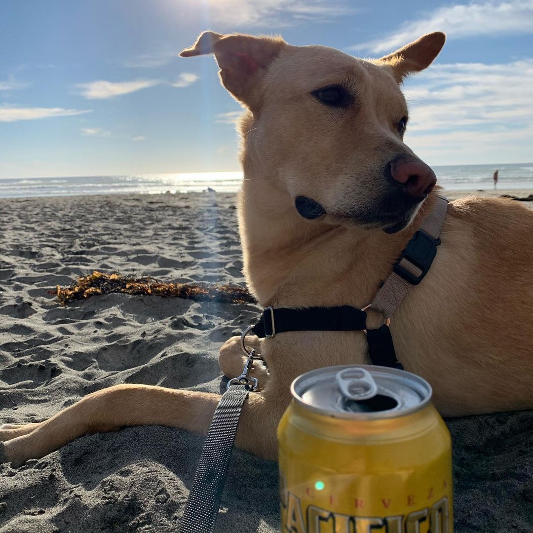 A beer meant for the dog days of summer. ☀️ #InternationalDogDay 📸: _sun_human_