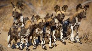 Happy #AfricanPaintedDogDay! Painted Dogs continue to be one of the most endangered candid species on 🌎. APDs are excellent hunters as they work in teams to wear down their prey.