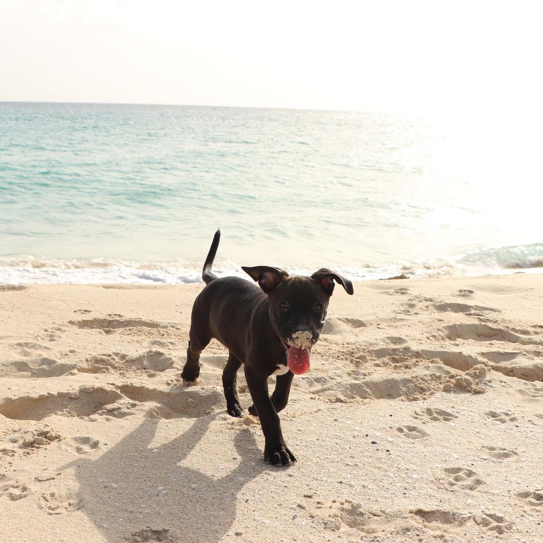 Vacation St. Maarten tweet media