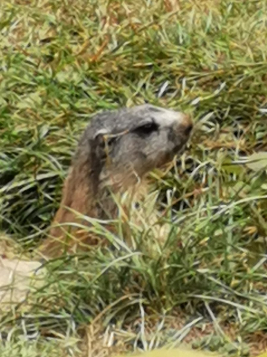 PPiantellar's tweet photo. @tetrabondi a marmotta ti saluta.. https://t.co/2wgvqWfCl7