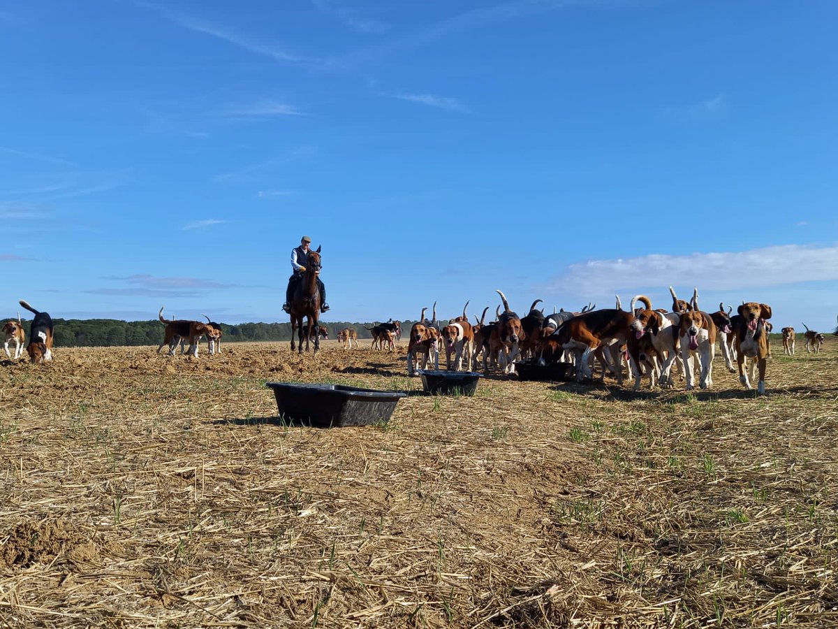 htqn7's tweet photo. Je profite de la #JourneeMondialeDuChien pour montrer ces belles photos des premières sorties à cheval de l’équipage. 📯

#ChassePartage
@chasseacourre https://t.co/a3tfM8s96u