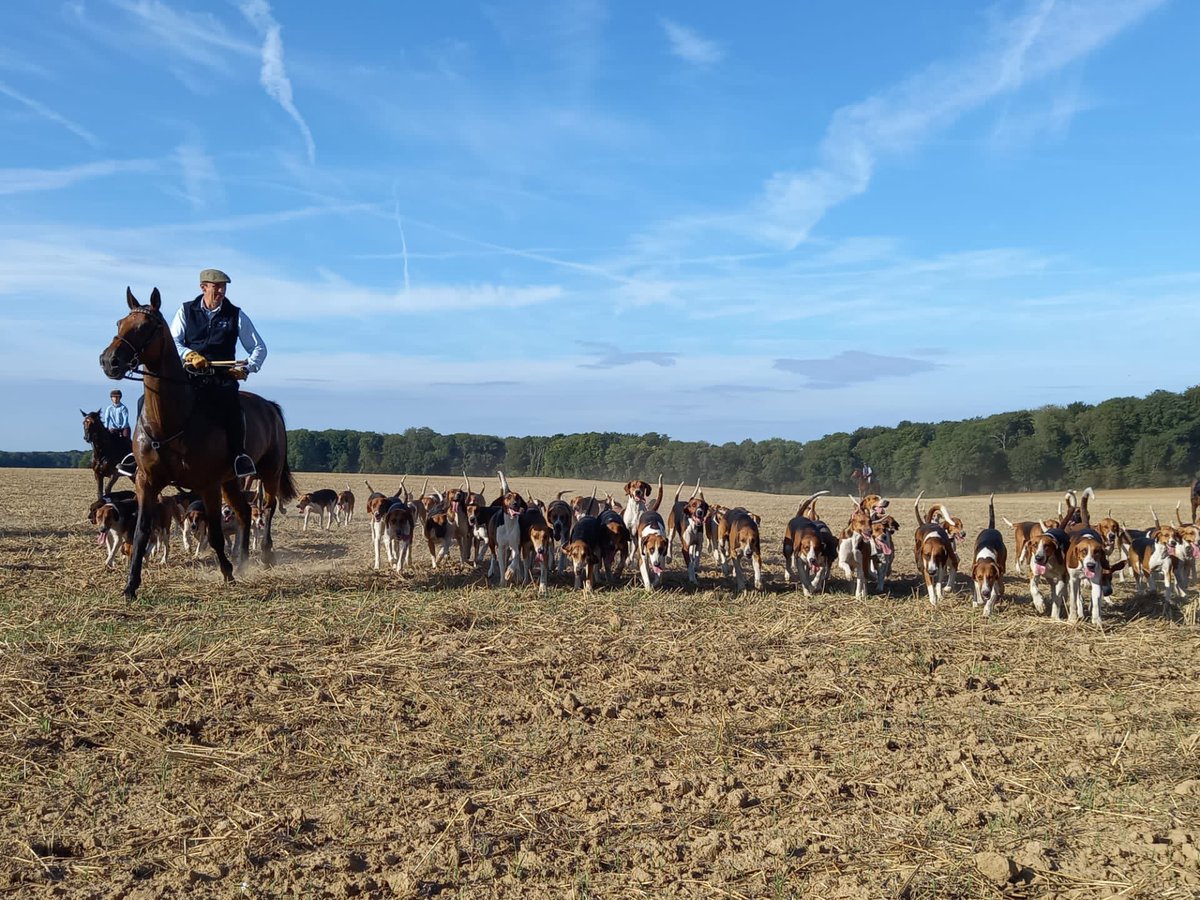 htqn7's tweet photo. Je profite de la #JourneeMondialeDuChien pour montrer ces belles photos des premières sorties à cheval de l’équipage. 📯

#ChassePartage
@chasseacourre https://t.co/a3tfM8s96u