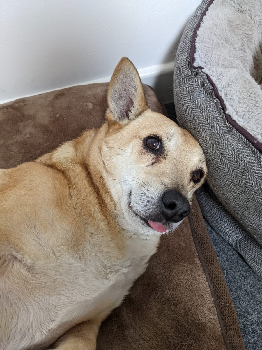 Happy #InternationalDogDay. Say hello to our ultimutt office assistants, Dilys, Osian, Benji and Jazzy. Little paws, big dreams 🐾🐾🐾

#nationaldogday2022  #dogsoftwitter #dogsatwork