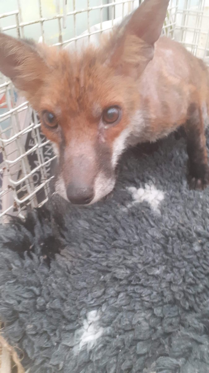 Fox_Angels_UK's tweet photo. Alf is doing brilliantly with wonderful rehabber Dave ! We are nearly there ! @DDCrochetDesign #foxes #wildlife https://t.co/f88JfHBFnl
