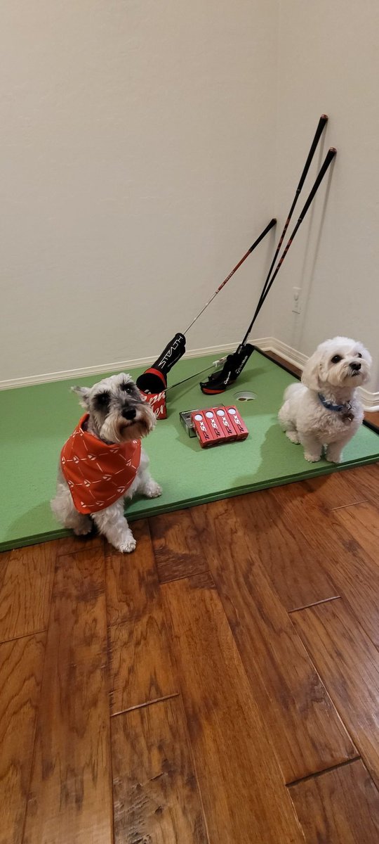 Celebrating International Dog Day!!! After some indoor putting practice Miss Vegas and her best friend Jasper are ready to hit the links. <a href="/KemperSports/">kempersports</a>
#TMDOGDAY
#TEAMTAYLORMADE 
#InternationalDogDay
#makegolfyourthing