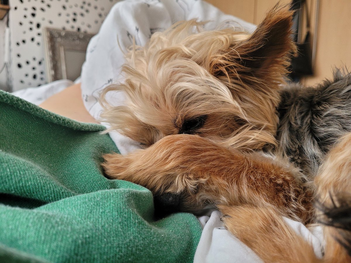 meghumm's tweet photo. proof that my dog is the actual cutest baby boy in the whole world 🥺 https://t.co/XuwKSiXj0a