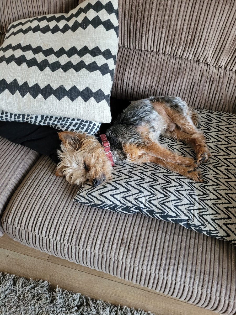 meghumm's tweet photo. proof that my dog is the actual cutest baby boy in the whole world 🥺 https://t.co/XuwKSiXj0a