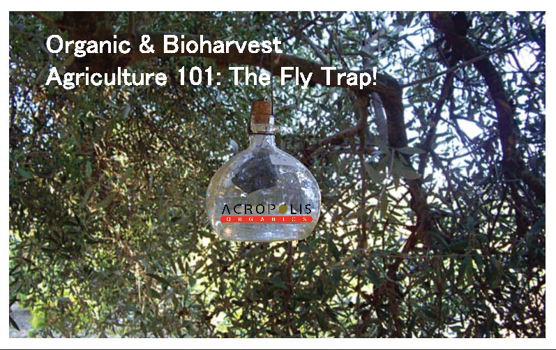 Did you know that the Olive Fly loves olives as much as you do? Introducing our "fly trap": keeps pests away from our olives &amp; ensures Acropolis Organics agriculture remains earth-friendly &amp; green. Olive Green.💚

#acropolisorganics #green #sustainable #oliveoil #healthy