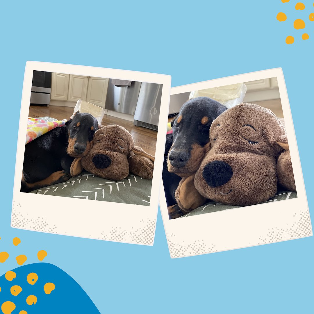 BestPets tweet picture