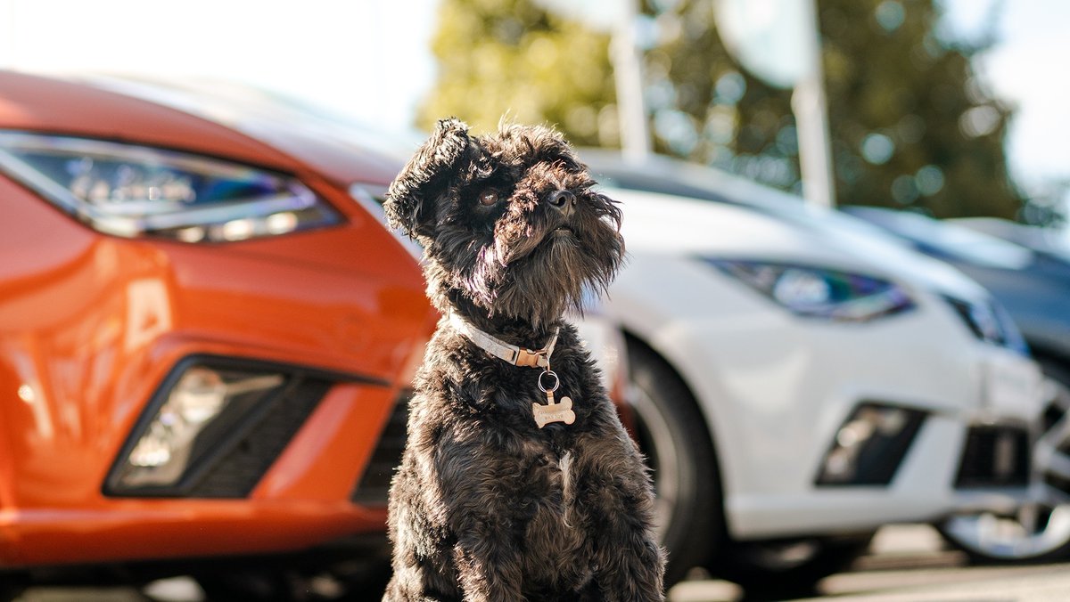 ListersSEAT's tweet photo. Happy National Dog Day! 🐶 
#nationaldogday #dogday #dogs #listers #listersseat https://t.co/IKVs3iKndF