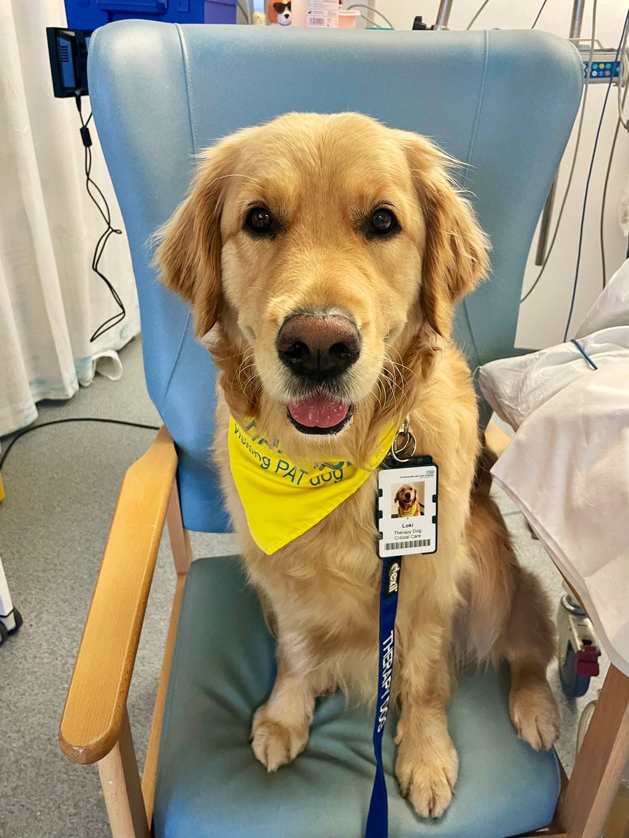 Loki the Golden Therapy Dog tweet media
