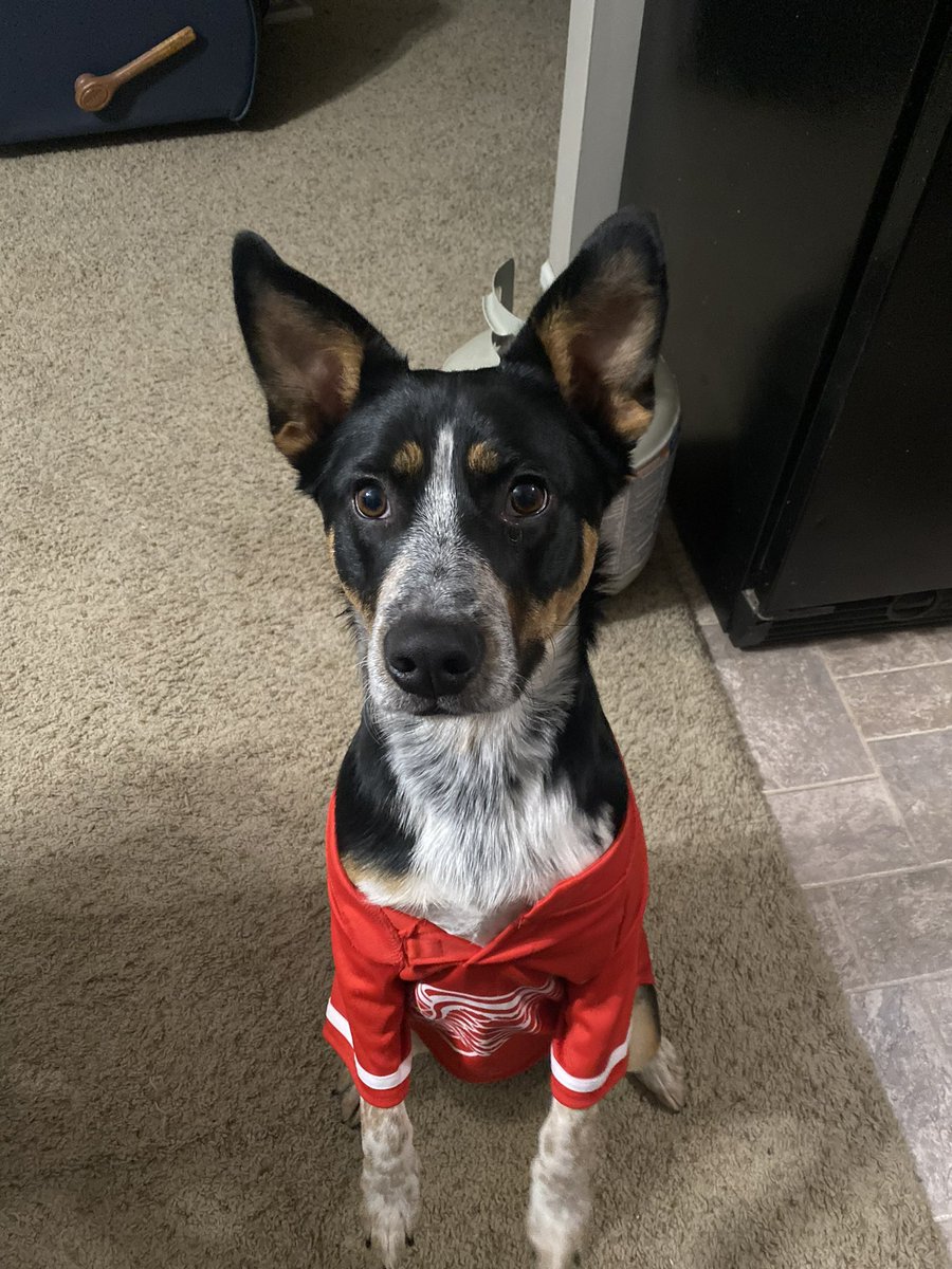 PostCreightone's tweet photo. @DetroitRedWings https://t.co/lAopWBzGRd