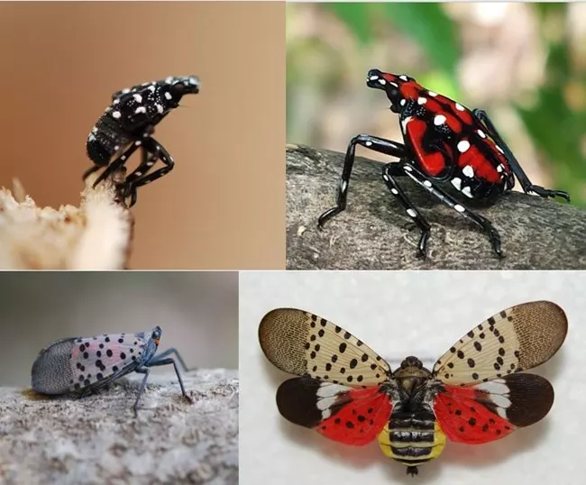 lovettbr's tweet photo. A bit of nuance for your Friday!

Spotted lanternflies were introduced into the US. New as they are, they can spread unchecked threatening native flora and fauna.

In this context we consider them invasive. Insects "become invasive" according to the context. https://t.co/i8aA8ziKZK