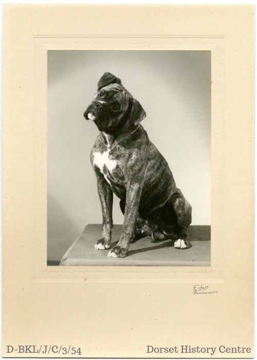 DorsetArchives's tweet photo. It's Friday! 🥳 Let's see out the afternoon with some gorgeous #ArchiveDogs for #InternationalDogDay 🐕 Look at these good friends! 

#ExploreYourArchive https://t.co/UK2QMiSPzP