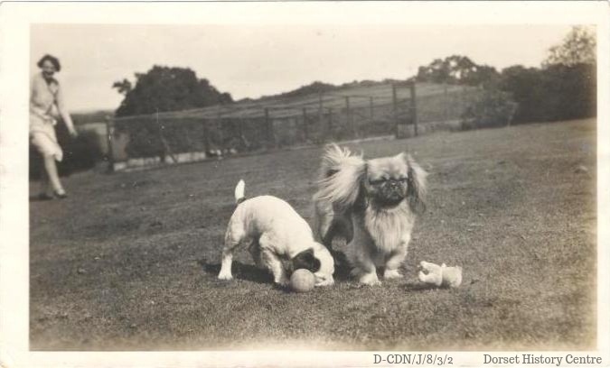 DorsetArchives's tweet photo. It's Friday! 🥳 Let's see out the afternoon with some gorgeous #ArchiveDogs for #InternationalDogDay 🐕 Look at these good friends! 

#ExploreYourArchive https://t.co/UK2QMiSPzP