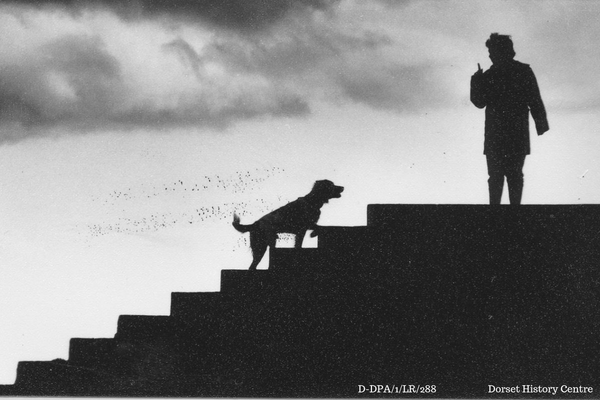 DorsetArchives's tweet photo. It's Friday! 🥳 Let's see out the afternoon with some gorgeous #ArchiveDogs for #InternationalDogDay 🐕 Look at these good friends! 

#ExploreYourArchive https://t.co/UK2QMiSPzP