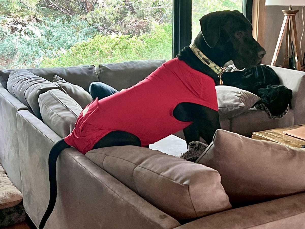 POD #1 s/p laparoscopic spay &amp; gastropexy 😍 Dogs look extra adorable in post-op recovery onesies! #DogDay #nationaldogday2022 #greatdane