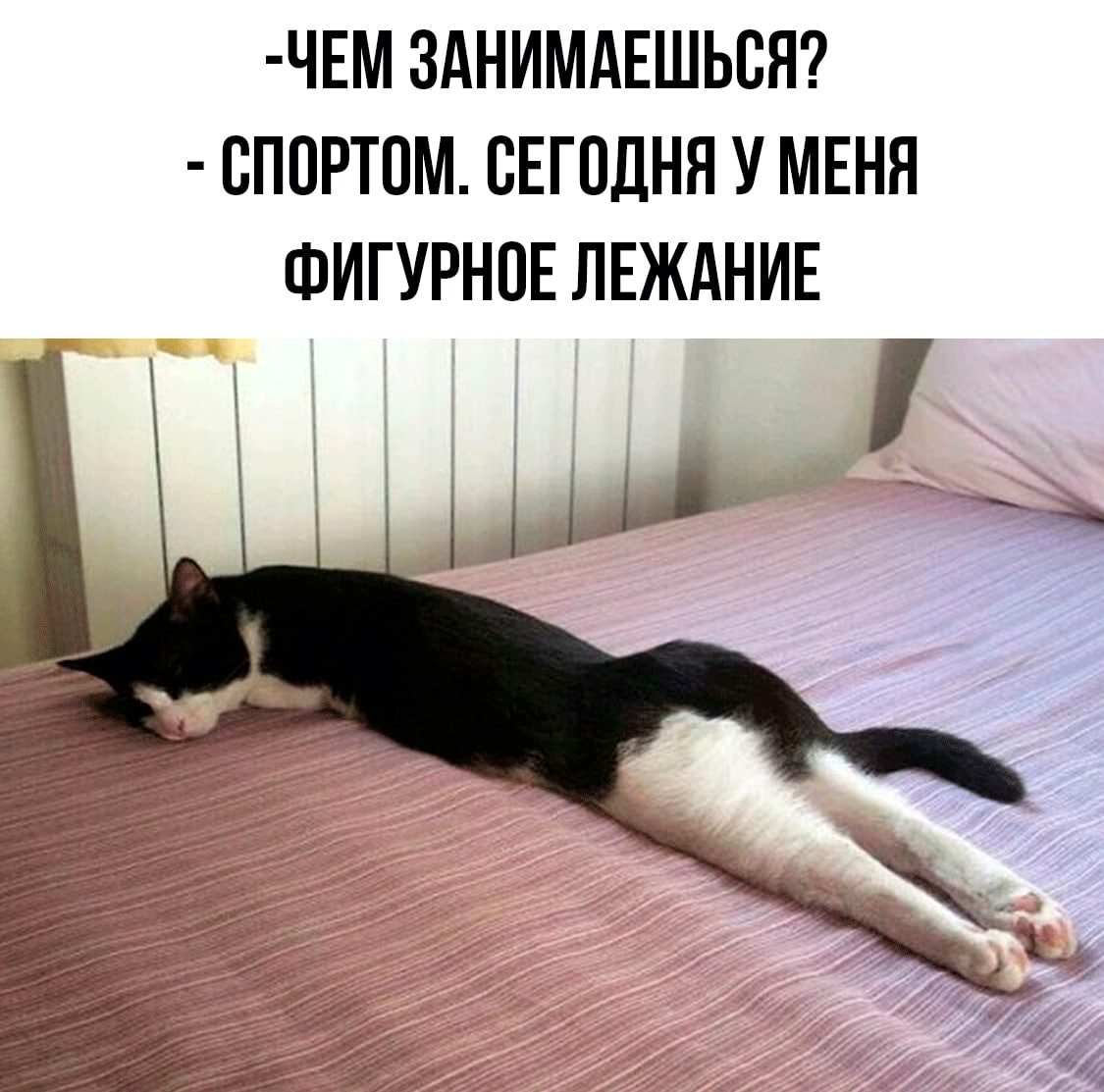 Кот лежит на животе