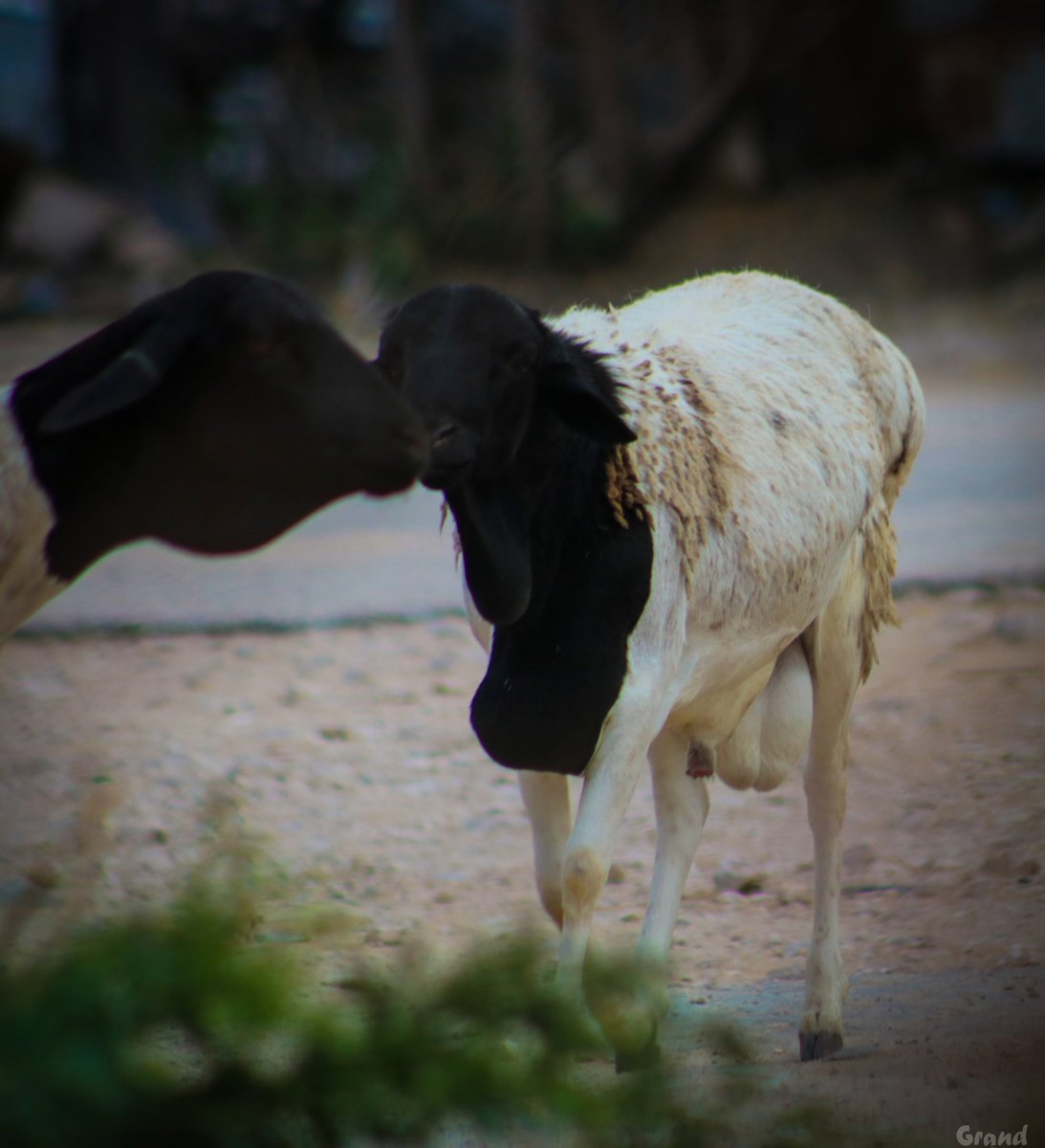 AwLibah's tweet photo. Give me a kiss! 😂 
Sheep started romantic! 

#landscape #Somaliland #Somalilandbeauty #Somalilivestock #photography #Sheep #Romantic #Kiss https://t.co/KFjLFVBqTZ