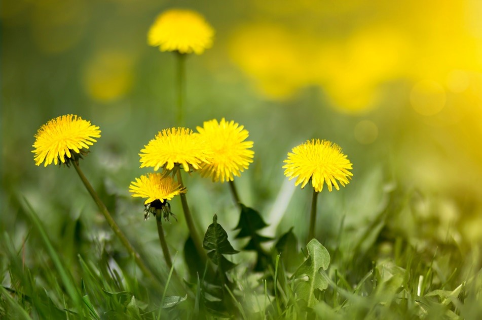 USDA's tweet photo. Instead of fighting dandelions in your garden, harvest them! Dandelion greens taste great in a salad or can even be used to make tea. The flower and roots are even edible and contain a high number of vitamins, minerals, and fiber: https://t.co/8E2XhsLLl0 #PeoplesGarden https://t.co/X4V5NUkwyx