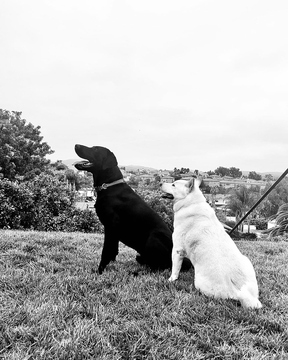 Happy #InternationalDogDay ?