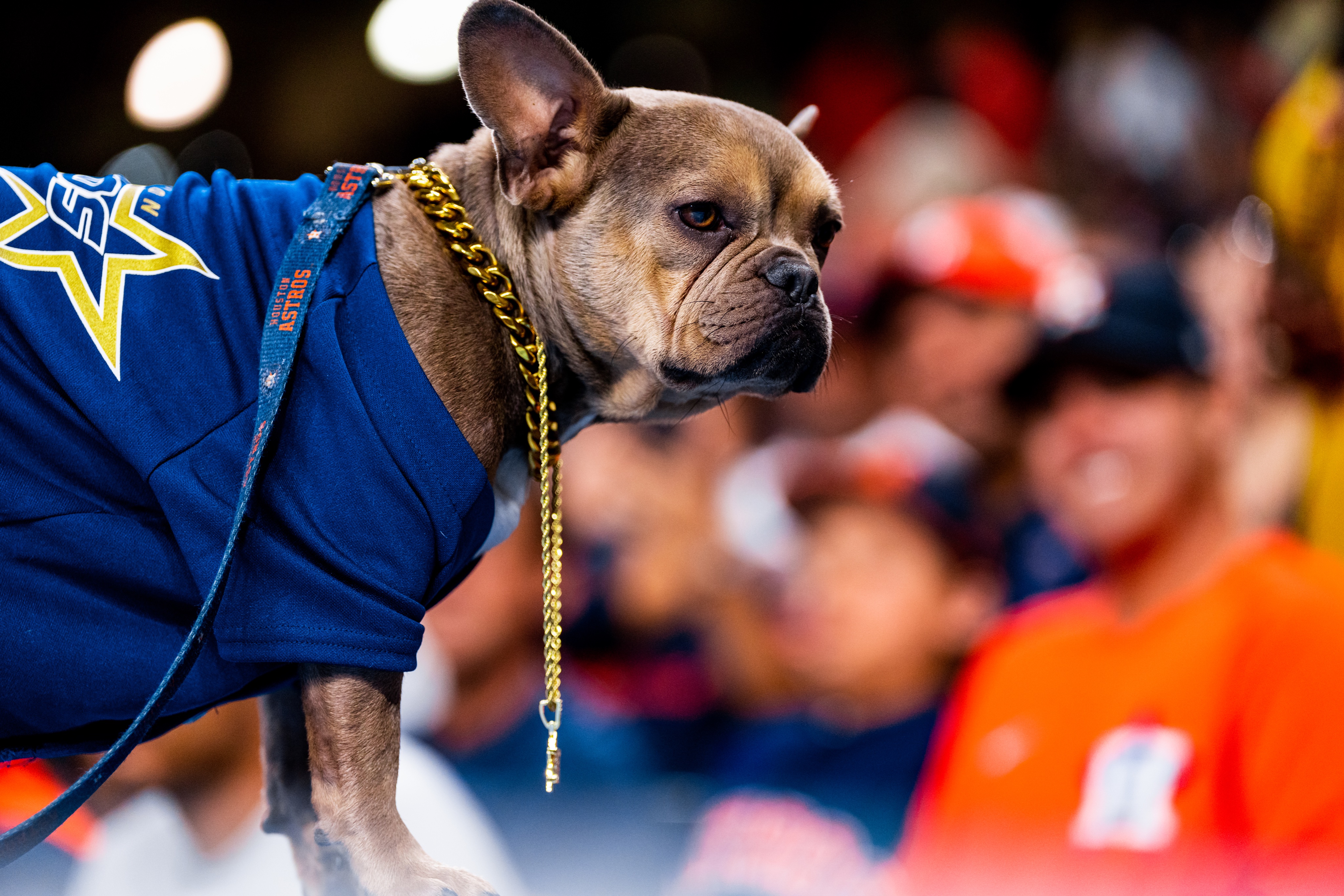 Astros top dog sweater