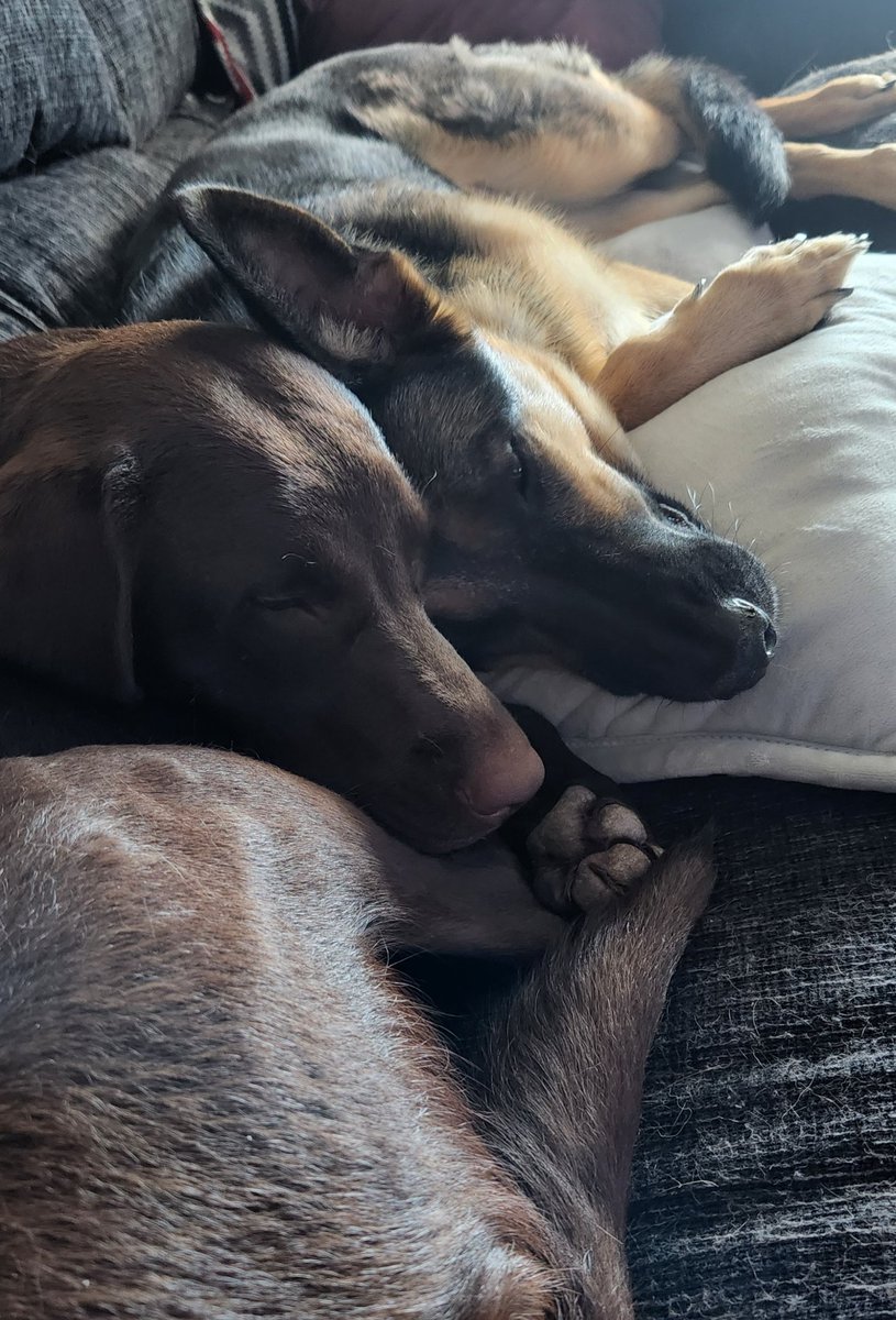 TiGermanNYC's tweet photo. In honor of #NationalDogDay my little ladies https://t.co/s1GJhXTKtT