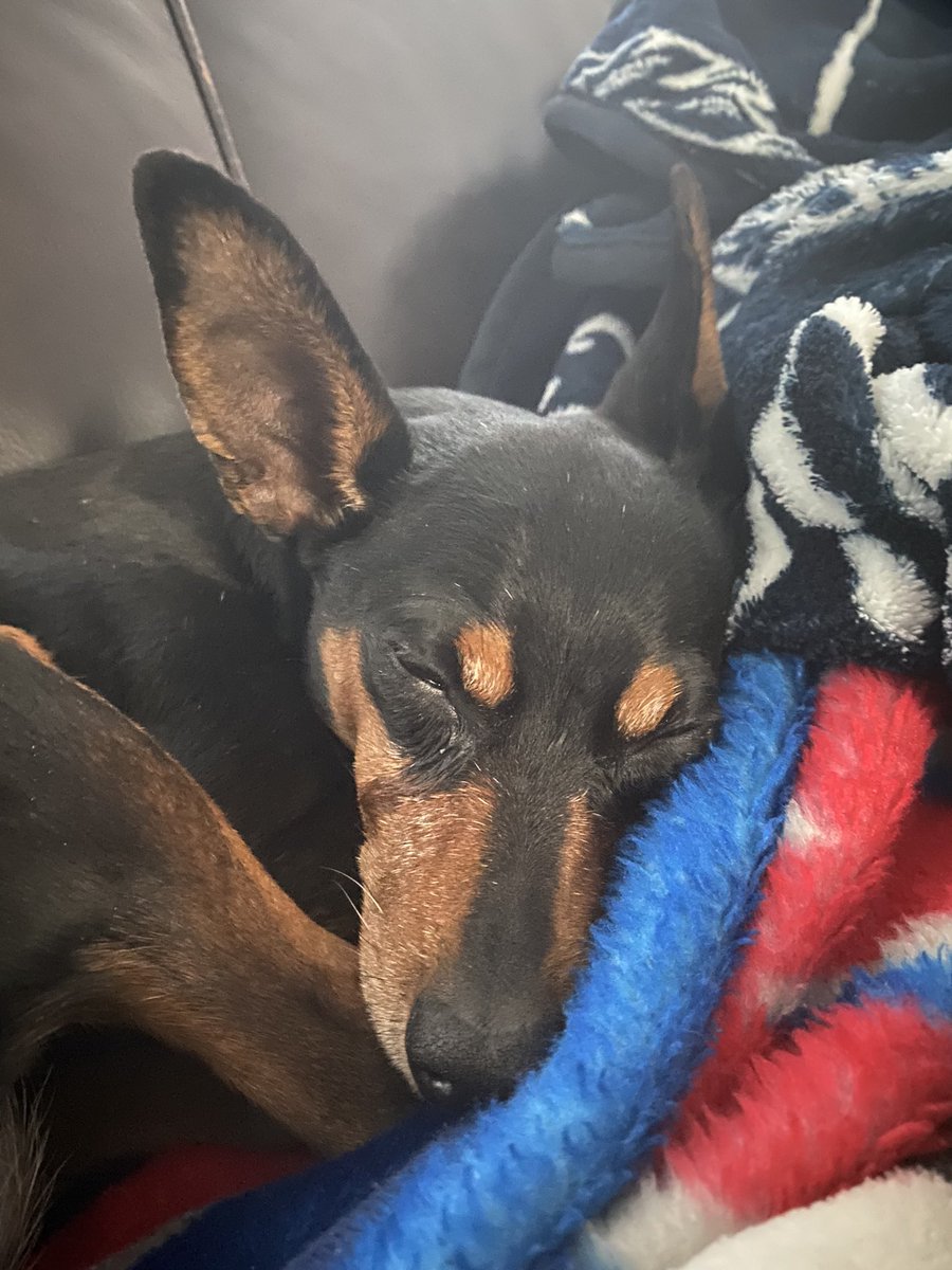 #NationalDogDay 🐶❤️