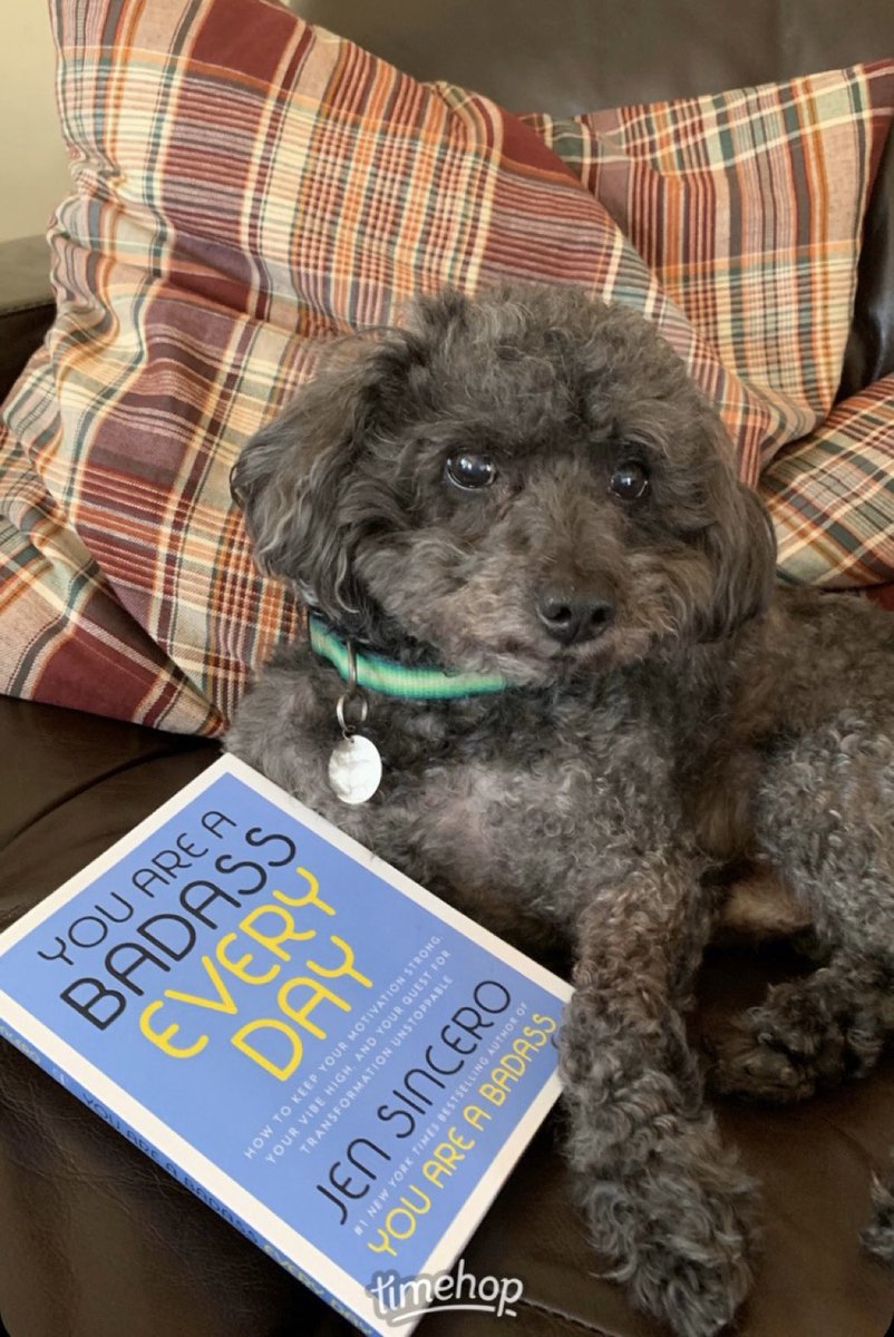 CathyStandish's tweet photo. Dear @sandymorris333 @sandrawmarlowe and @HerALSStory (and untold others),

Before he left us for The Rainbow Bridge Poodle sent you his badass puppy love.  

#Friday #dogs #badassery #poodlestyle https://t.co/6gVbJTMiGT