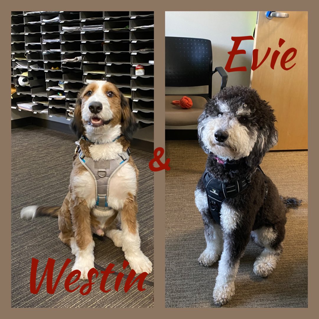ppetty9's tweet photo. @AHEMSTherapydog Happy National Dog Day! Glad to have these furry friends to help support us! #NationalDogDay https://t.co/Sm0HNPG4g6