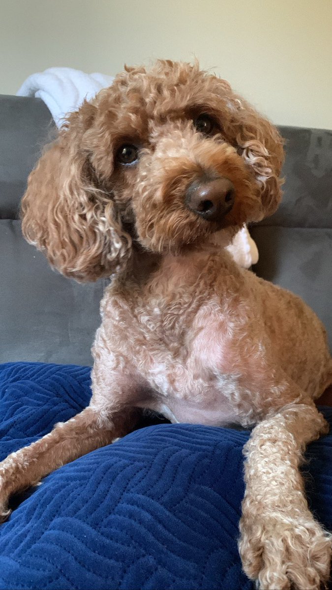 SpongeMel's tweet photo. #InternationalDogDay 🥰 https://t.co/SAqMYJ1A6E
